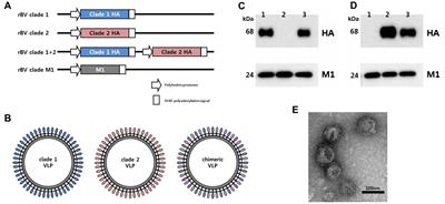 Chimeric H5 influenza virus-like particle vaccine elicits broader cross-clade antibody responses in chickens than in ducks